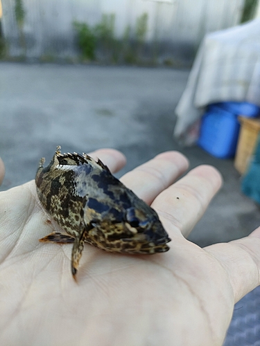 タケノコメバルの釣果