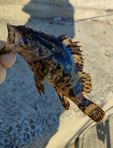 ガシラの釣果