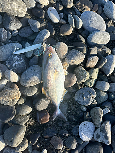 ショゴの釣果