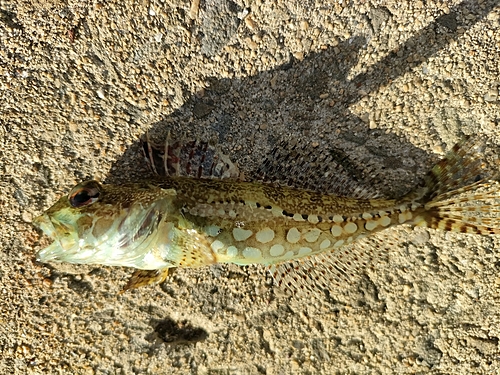 ハゼの釣果