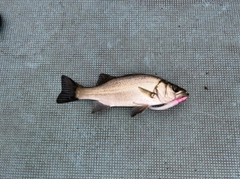 ヒラスズキの釣果