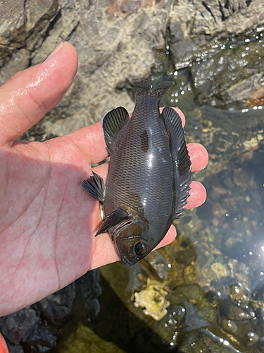 メジナの釣果