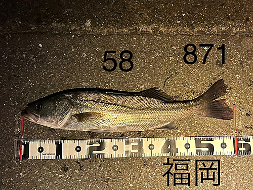 シーバスの釣果