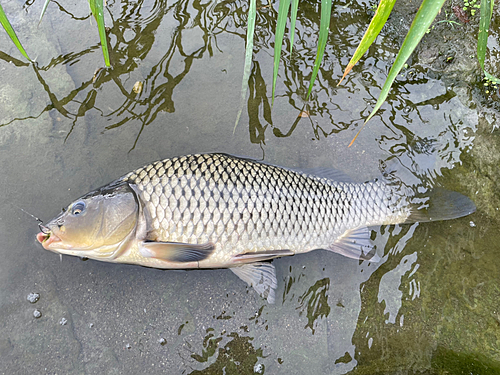 コイの釣果