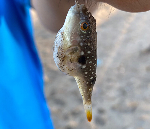 クサフグの釣果