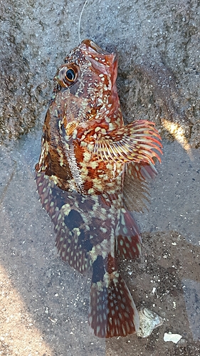 カサゴの釣果