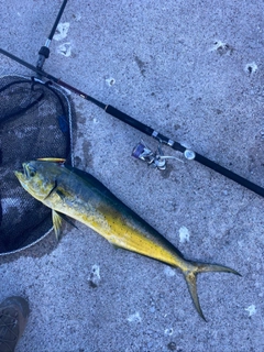 シイラの釣果