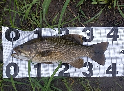 スモールマウスバスの釣果