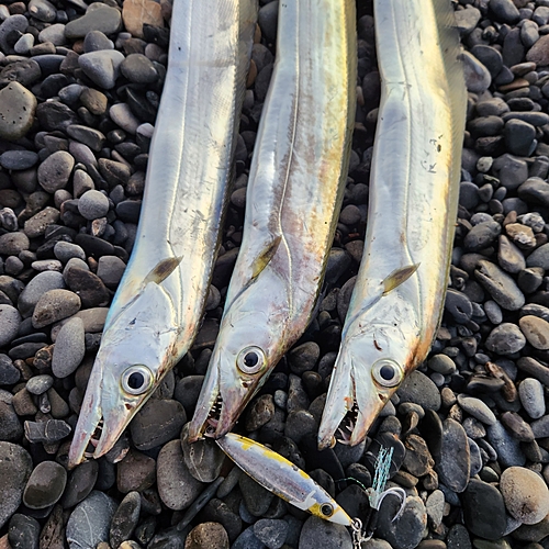 タチウオの釣果