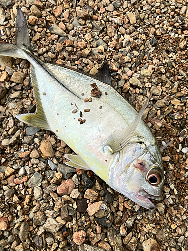 メッキの釣果