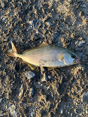 ショゴの釣果