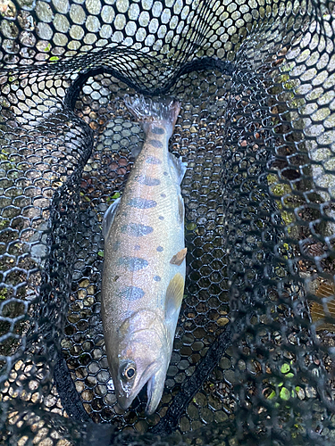 ヤマメの釣果