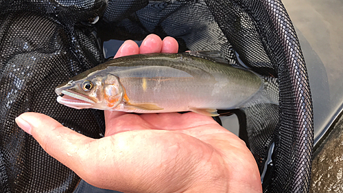 アユの釣果