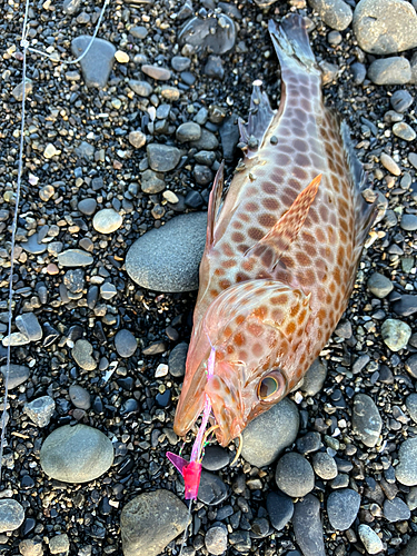 オオモンハタの釣果