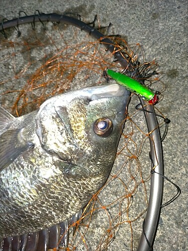 クロダイの釣果