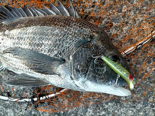 クロダイの釣果