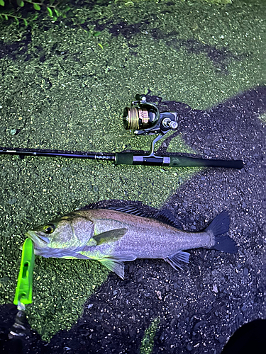 シーバスの釣果