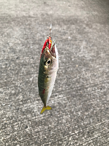 サバの釣果