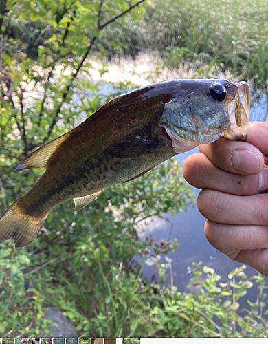 ラージマウスバスの釣果