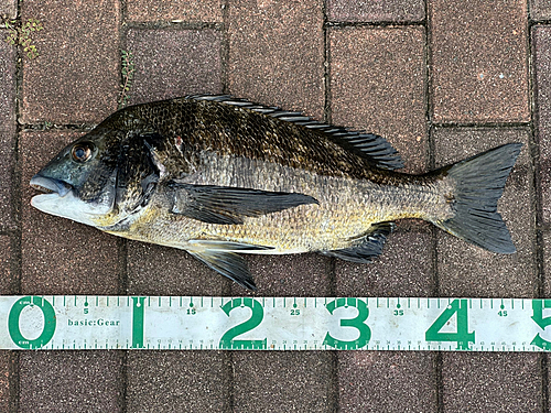 クロダイの釣果