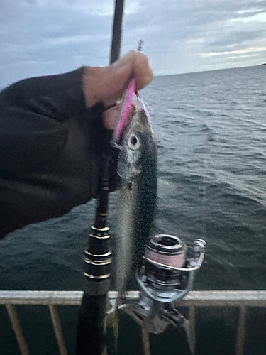 サバの釣果