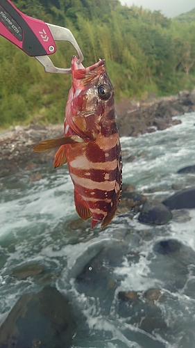 アカハタの釣果