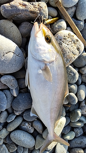 ショゴの釣果