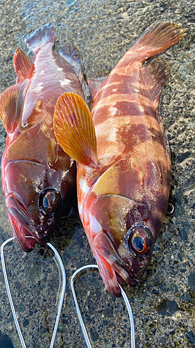 アカハタの釣果