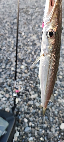 カマスの釣果