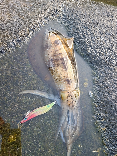 アオリイカの釣果