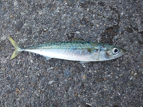 サバの釣果