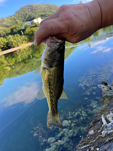 ラージマウスバスの釣果