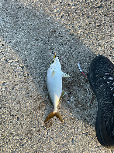 ショゴの釣果