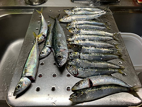 サバの釣果