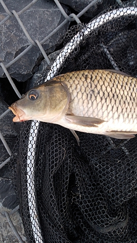 コイの釣果