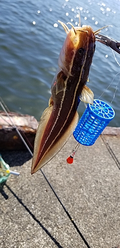 ゴンズイの釣果