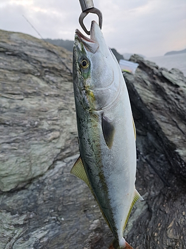 ヤズの釣果