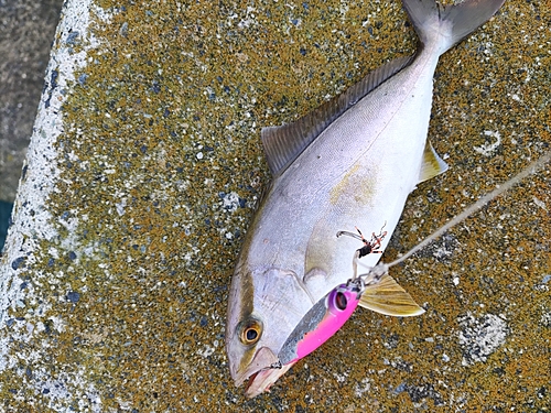 ネイリの釣果