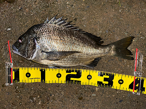 チヌの釣果