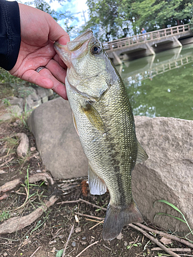 ラージマウスバスの釣果