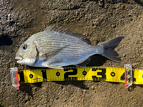 ヘダイの釣果