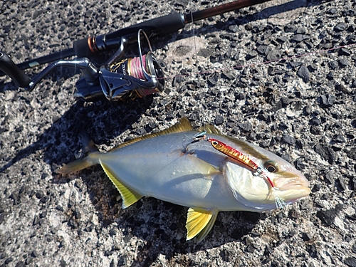 シオの釣果