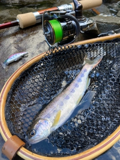 アマゴの釣果