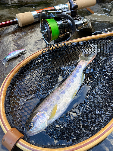 アマゴの釣果