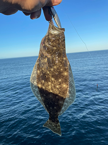 ソゲの釣果