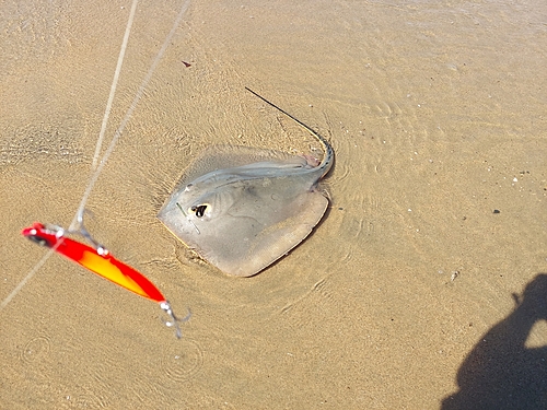 アカエイの釣果