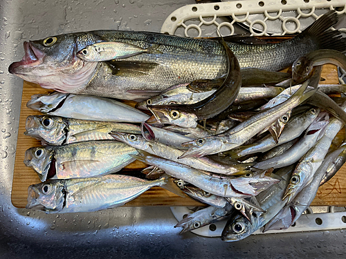 シーバスの釣果