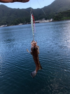 ソウダガツオの釣果