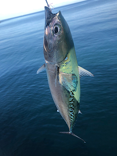 マルソウダの釣果