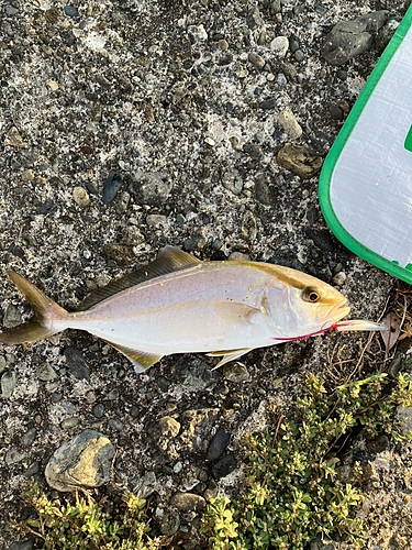 カンパチの釣果